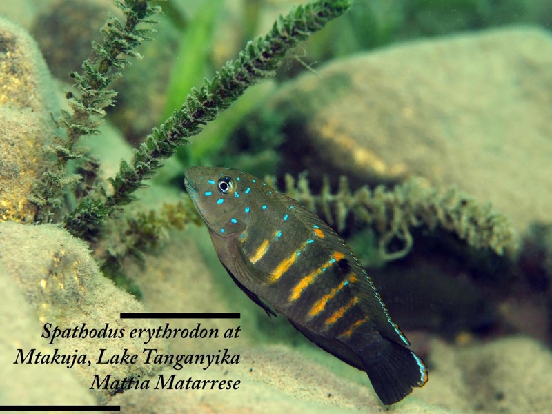 Spathodus cf. erythrodon 'Mtakuja'